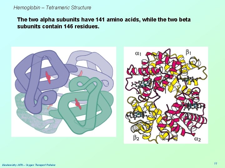 Hemoglobin – Tetrameric Structure The two alpha subunits have 141 amino acids, while the