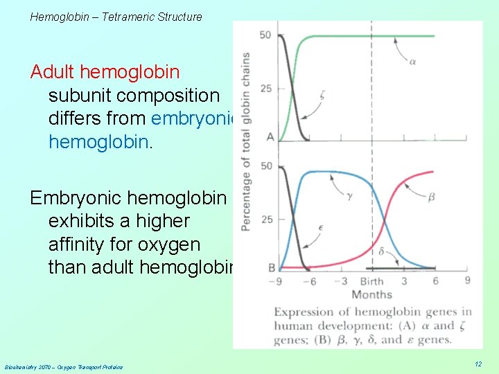 Hemoglobin – Tetrameric Structure Adult hemoglobin subunit composition differs from embryonic hemoglobin. Embryonic hemoglobin