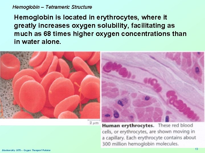Hemoglobin – Tetrameric Structure Hemoglobin is located in erythrocytes, where it greatly increases oxygen