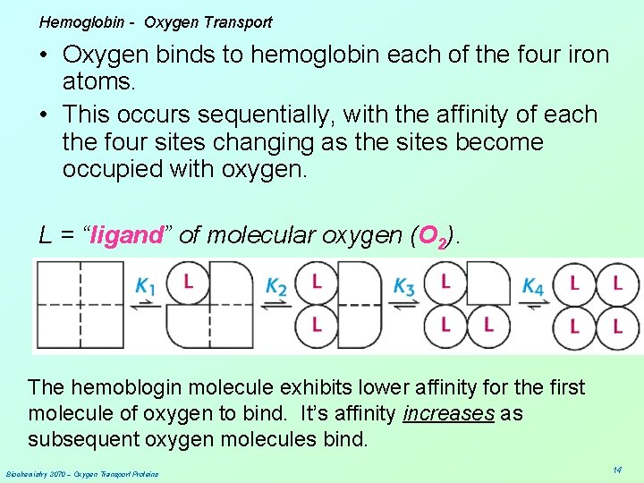 Hemoglobin - Oxygen Transport • Oxygen binds to hemoglobin each of the four iron