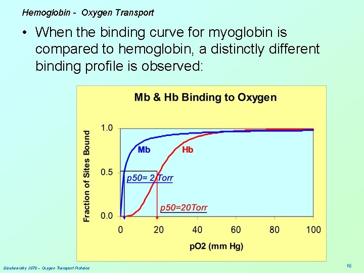 Hemoglobin - Oxygen Transport • When the binding curve for myoglobin is compared to