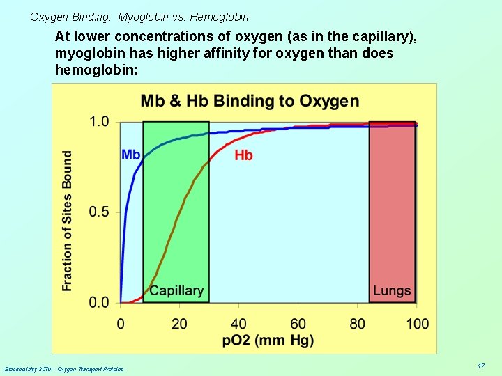 Oxygen Binding: Myoglobin vs. Hemoglobin At lower concentrations of oxygen (as in the capillary),
