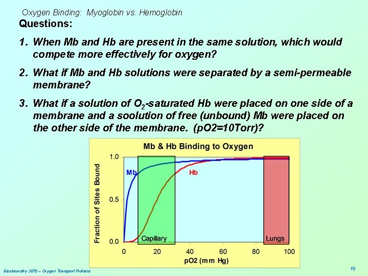 Oxygen Binding: Myoglobin vs. Hemoglobin Questions: 1. When Mb and Hb are present in