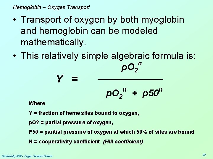 Hemoglobin – Oxygen Transport • Transport of oxygen by both myoglobin and hemoglobin can