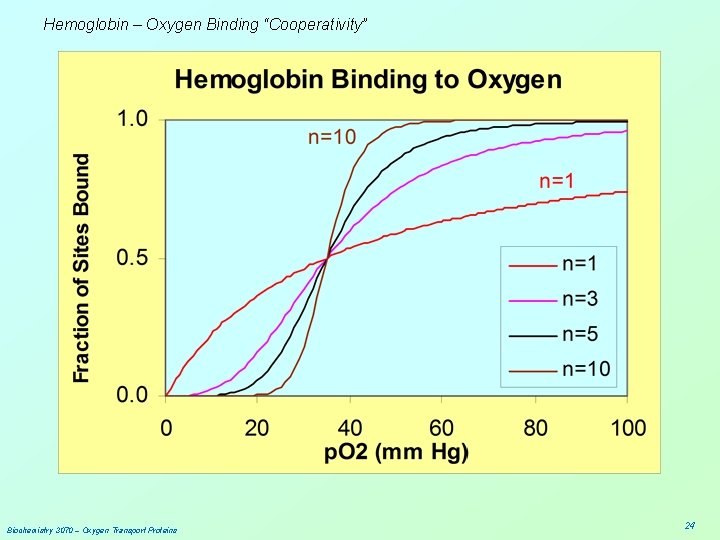 Hemoglobin – Oxygen Binding “Cooperativity” Biochemistry 3070 – Oxygen Transport Proteins 24 