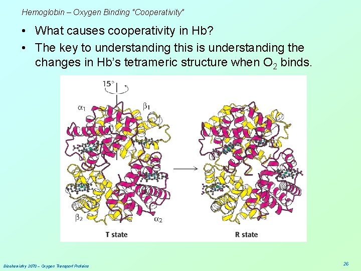 Hemoglobin – Oxygen Binding “Cooperativity” • What causes cooperativity in Hb? • The key