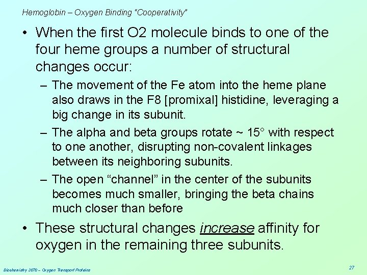 Hemoglobin – Oxygen Binding “Cooperativity” • When the first O 2 molecule binds to