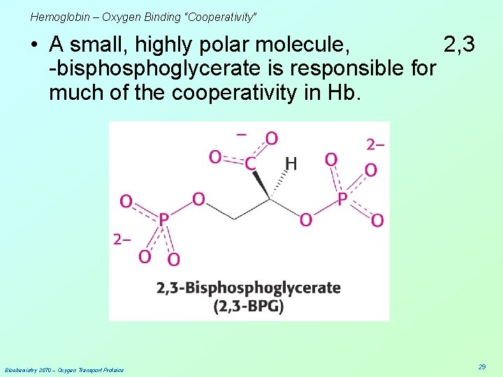 Hemoglobin – Oxygen Binding “Cooperativity” • A small, highly polar molecule, 2, 3 -bisphoglycerate
