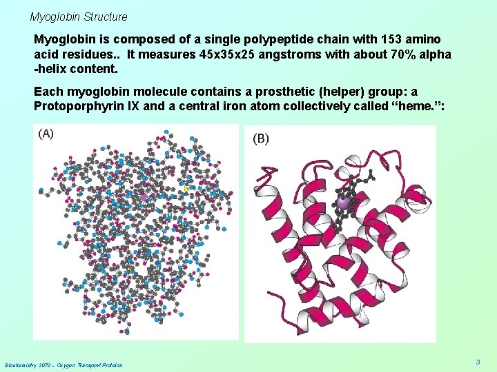 Myoglobin Structure Myoglobin is composed of a single polypeptide chain with 153 amino acid