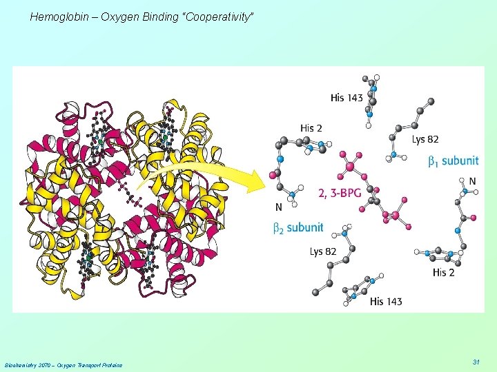 Hemoglobin – Oxygen Binding “Cooperativity” Biochemistry 3070 – Oxygen Transport Proteins 31 