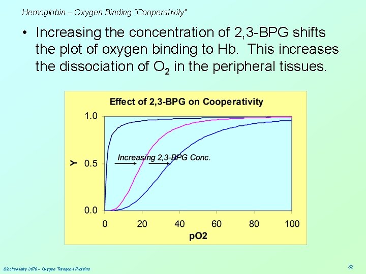 Hemoglobin – Oxygen Binding “Cooperativity” • Increasing the concentration of 2, 3 -BPG shifts