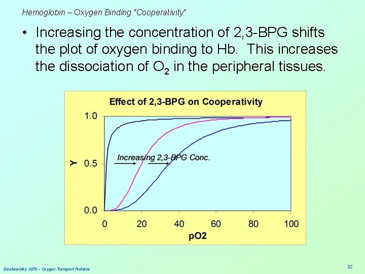 Hemoglobin – Oxygen Binding “Cooperativity” • Increasing the concentration of 2, 3 -BPG shifts