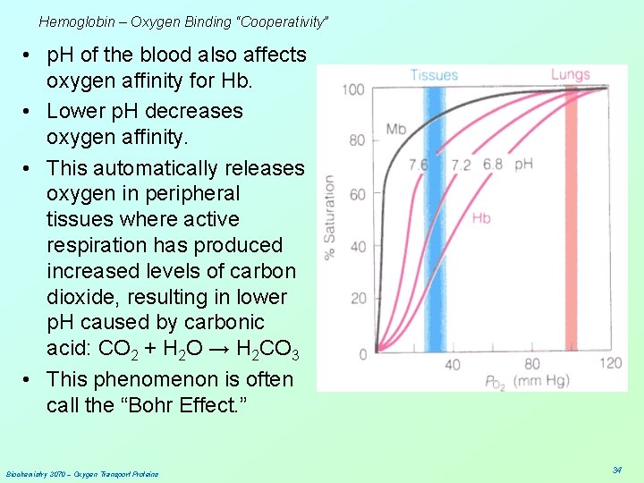 Hemoglobin – Oxygen Binding “Cooperativity” • p. H of the blood also affects oxygen