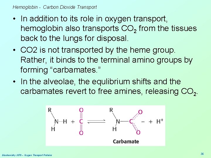 Hemoglobin - Carbon Dioxide Transport • In addition to its role in oxygen transport,