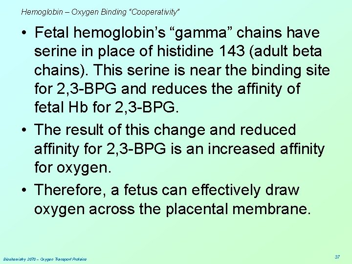 Hemoglobin – Oxygen Binding “Cooperativity” • Fetal hemoglobin’s “gamma” chains have serine in place
