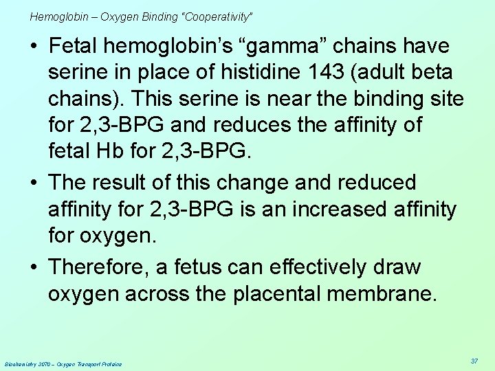 Hemoglobin – Oxygen Binding “Cooperativity” • Fetal hemoglobin’s “gamma” chains have serine in place