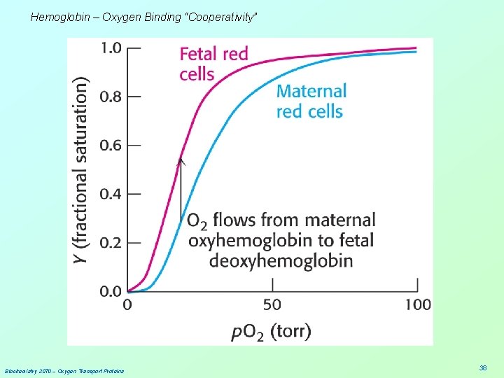 Hemoglobin – Oxygen Binding “Cooperativity” Biochemistry 3070 – Oxygen Transport Proteins 38 