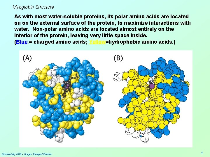 Myoglobin Structure As with most water-soluble proteins, its polar amino acids are located on