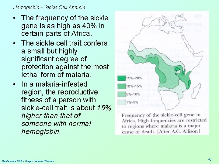 Hemoglobin – Sickle Cell Anemia • The frequency of the sickle gene is as