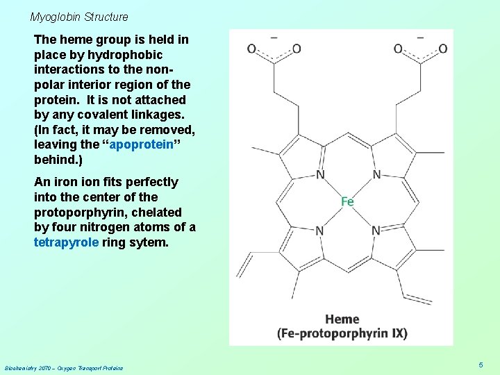 Myoglobin Structure The heme group is held in place by hydrophobic interactions to the