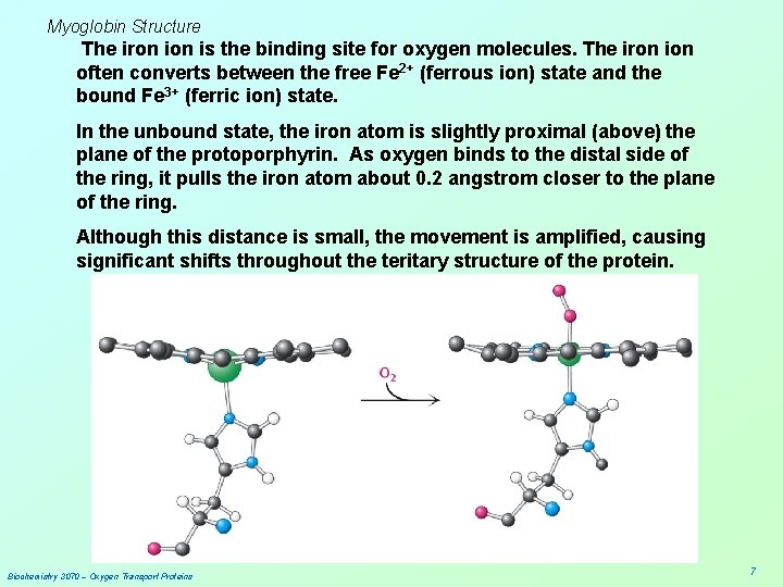 Myoglobin Structure The iron is the binding site for oxygen molecules. The iron ion