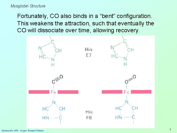 Myoglobin Structure Fortunately, CO also binds in a “bent” configuration. This weakens the attraction,