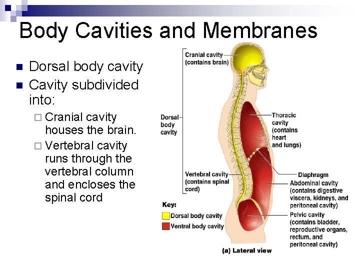 Body Cavities and Membranes n n Dorsal body cavity Cavity subdivided into: ¨ Cranial