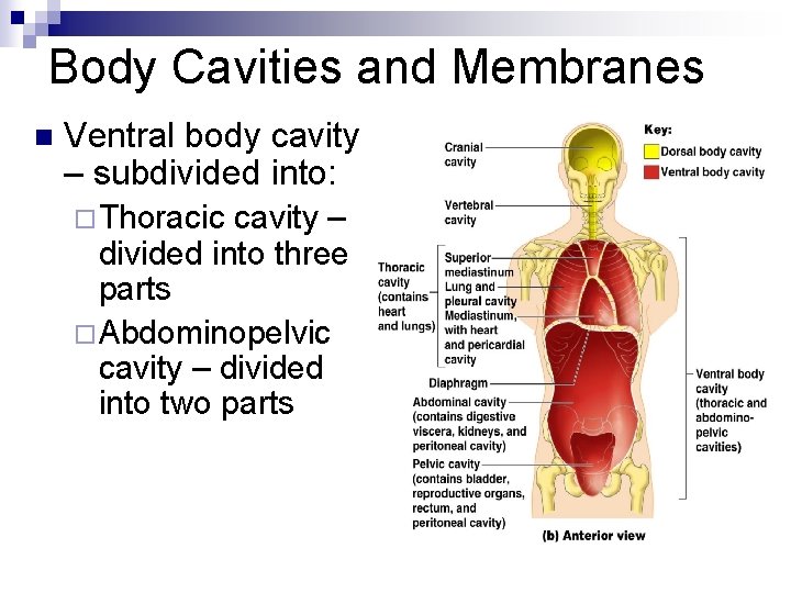 Body Cavities and Membranes n Ventral body cavity – subdivided into: ¨Thoracic cavity –