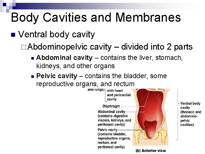 Body Cavities and Membranes n Ventral body cavity ¨Abdominopelvic cavity – divided into 2