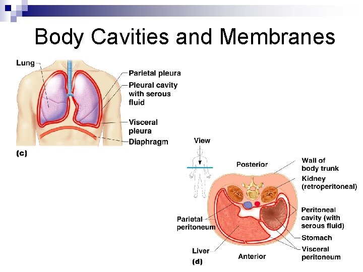 Body Cavities and Membranes 