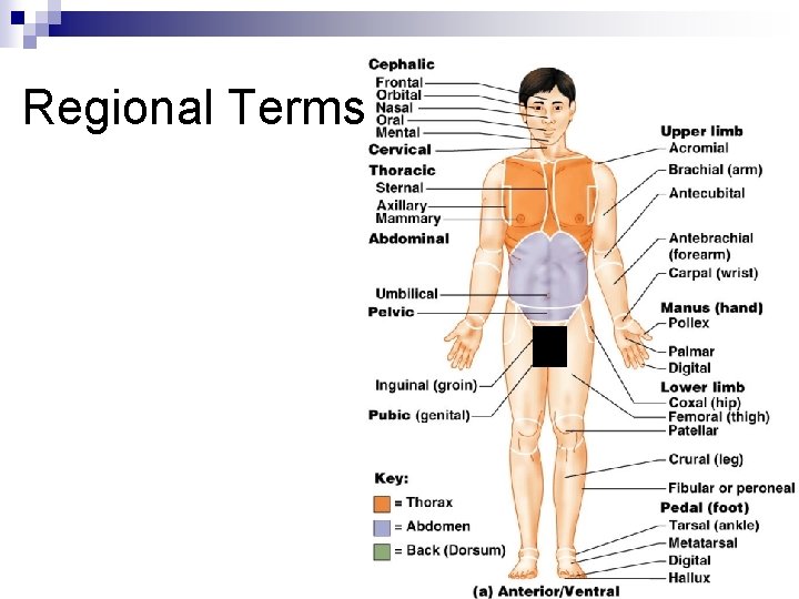 Regional Terms 