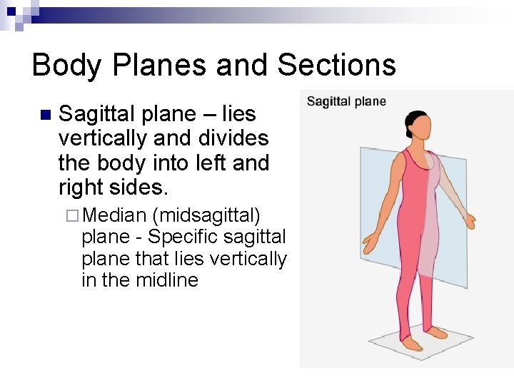 Body Planes and Sections n Sagittal plane – lies vertically and divides the body