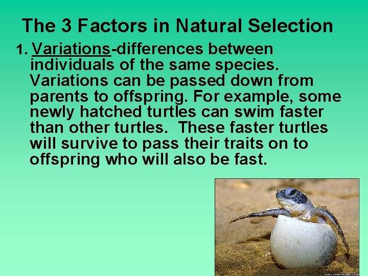 The 3 Factors in Natural Selection 1. Variations-differences between individuals of the same species.