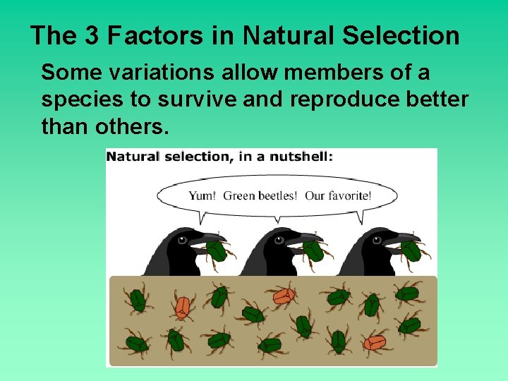 The 3 Factors in Natural Selection Some variations allow members of a species to