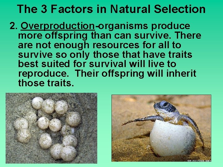 The 3 Factors in Natural Selection 2. Overproduction-organisms produce more offspring than can survive.