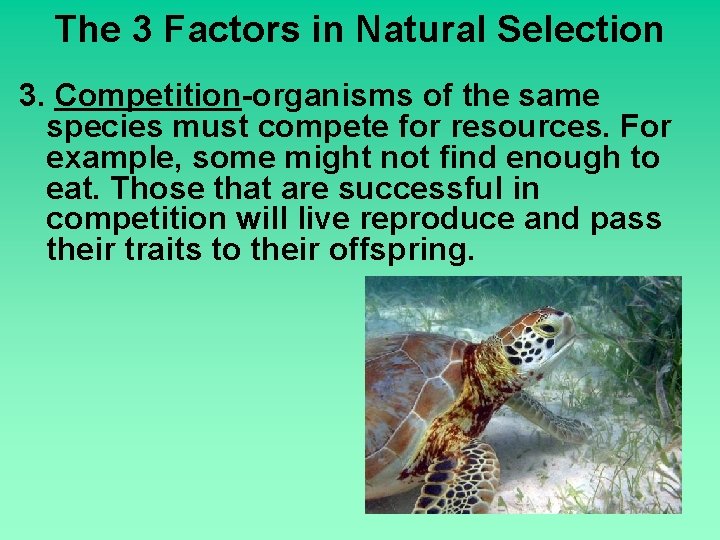 The 3 Factors in Natural Selection 3. Competition-organisms of the same species must compete