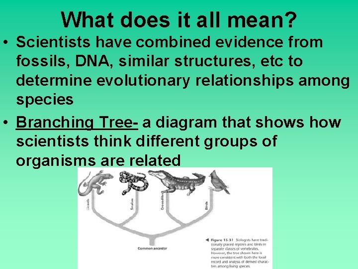 What does it all mean? • Scientists have combined evidence from fossils, DNA, similar