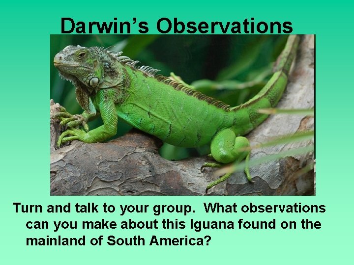 Darwin’s Observations Turn and talk to your group. What observations can you make about