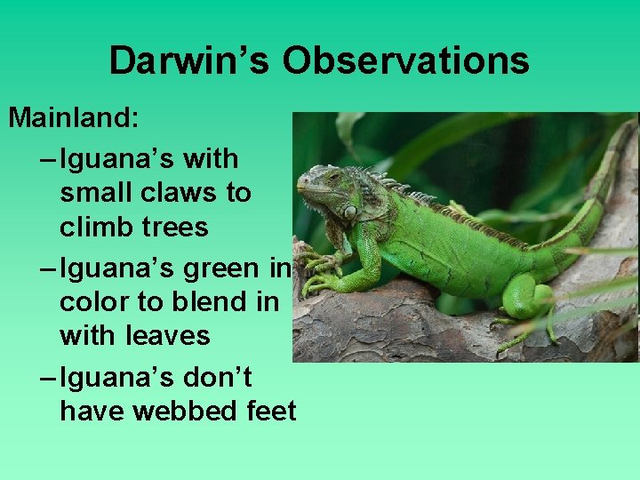 Darwin’s Observations Mainland: – Iguana’s with small claws to climb trees – Iguana’s green