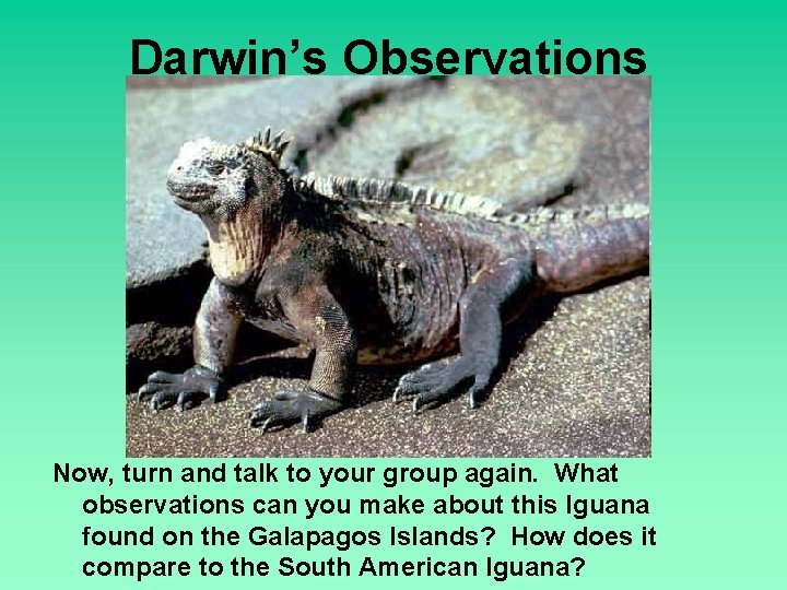 Darwin’s Observations Now, turn and talk to your group again. What observations can you