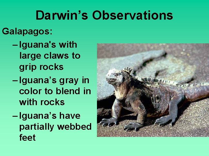 Darwin’s Observations Galapagos: – Iguana's with large claws to grip rocks – Iguana’s gray