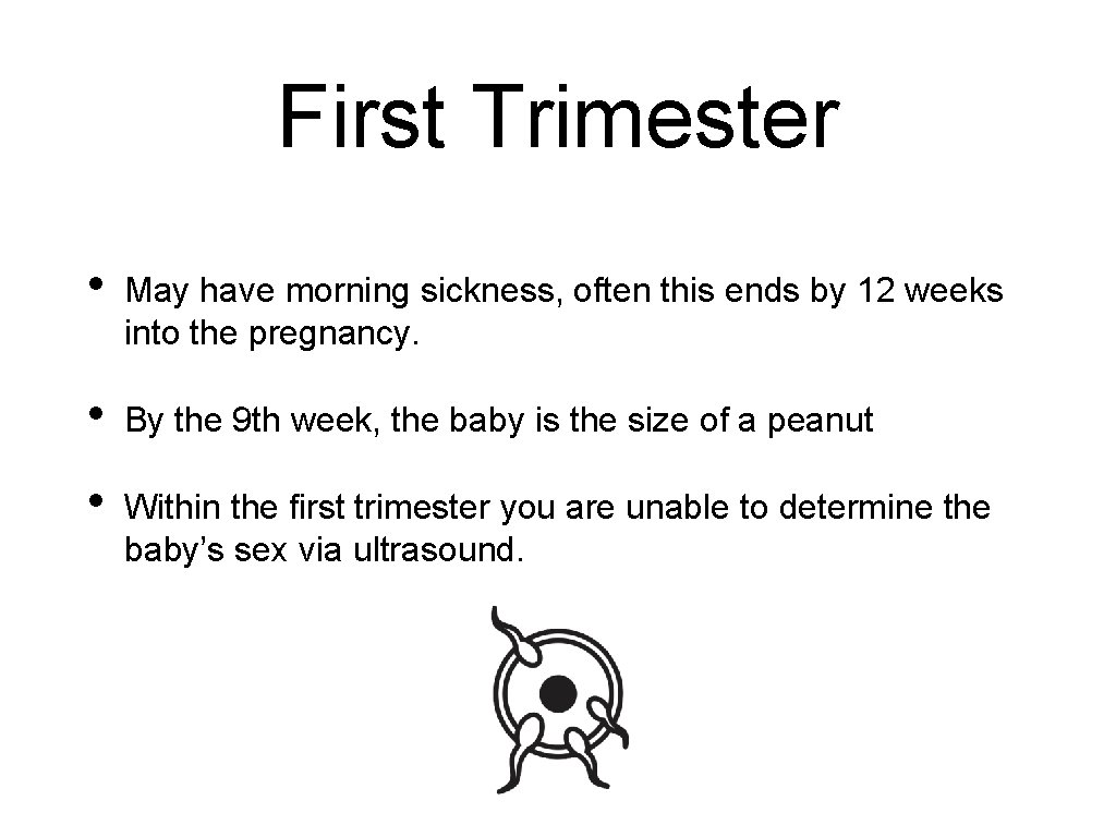 First Trimester • May have morning sickness, often this ends by 12 weeks into