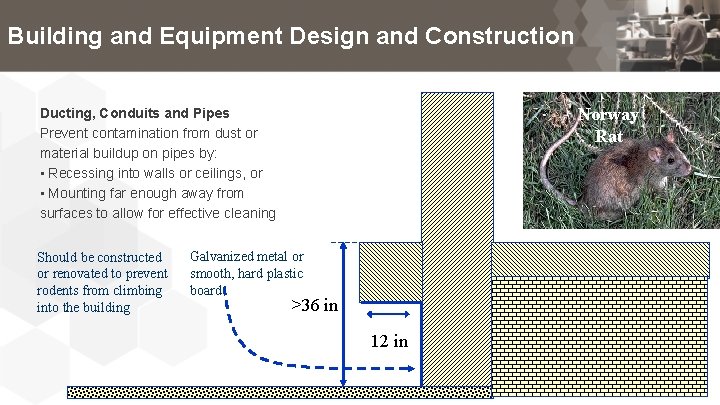 Building and Equipment Design and Construction Norway Rat Ducting, Conduits and Pipes Prevent contamination