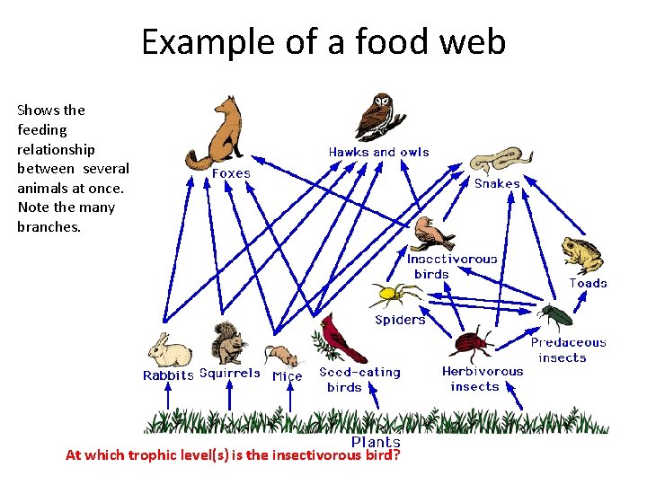 Example of a food web Shows the feeding relationship between several animals at once.