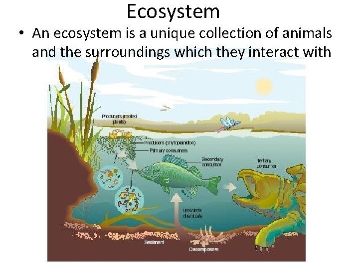 Ecosystem • An ecosystem is a unique collection of animals and the surroundings which