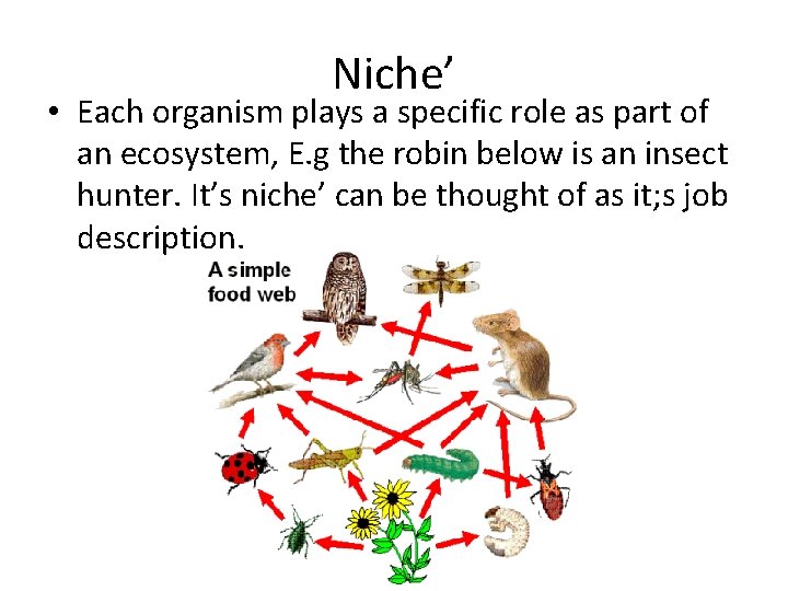 Niche’ • Each organism plays a specific role as part of an ecosystem, E.