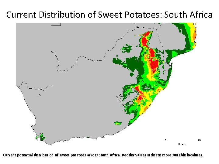 Current Distribution of Sweet Potatoes: South Africa Current potential distribution of sweet potatoes across