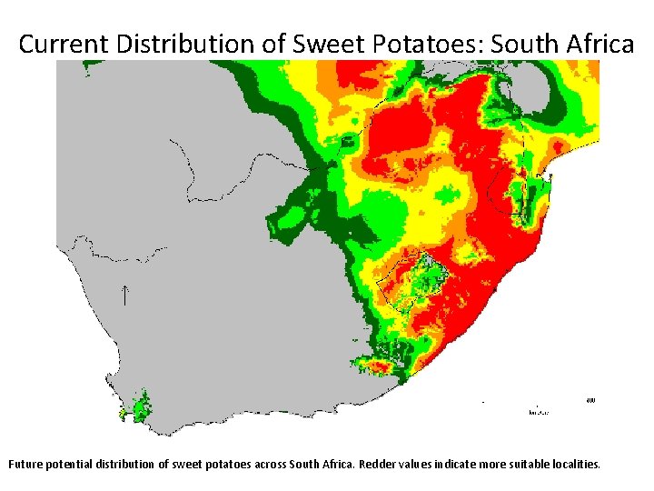 Current Distribution of Sweet Potatoes: South Africa Future potential distribution of sweet potatoes across