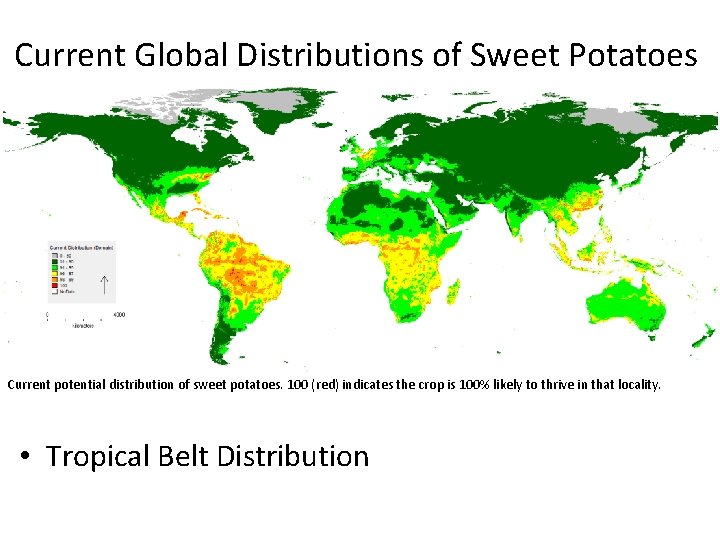 Current Global Distributions of Sweet Potatoes Current potential distribution of sweet potatoes. 100 (red)