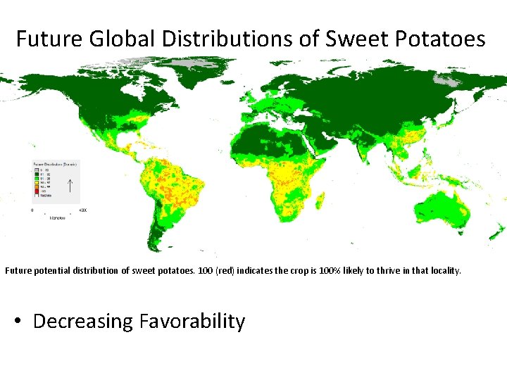 Future Global Distributions of Sweet Potatoes Future potential distribution of sweet potatoes. 100 (red)